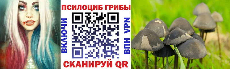 Псилоцибиновые грибы Cubensis  Купить  Балахна 